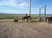 Cattle drive calf following Brandan