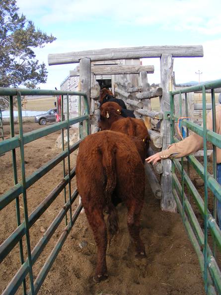 Loading cows onto truck