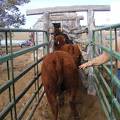 Loading cows onto truck