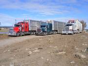 Shiny Cattle Trucks
