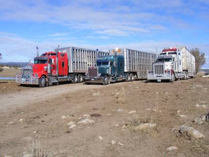 Shiny Cattle Trucks