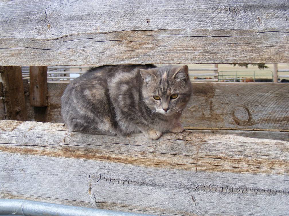 Barn Cat