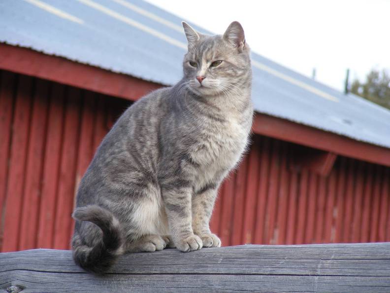 Regal Barn Cat