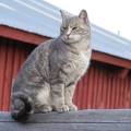 Regal Barn Cat