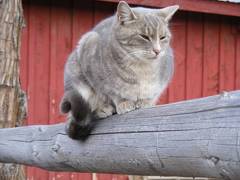 Barn Cat