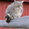 Barn Cat