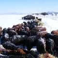 Frosty Cows