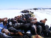 Frosty Cows