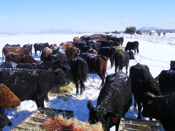 Frosty Cows