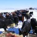 Frosty Cows