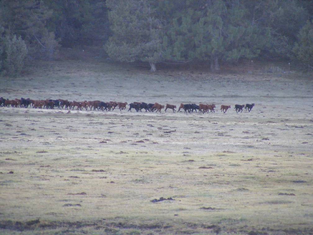 Calf Stampede