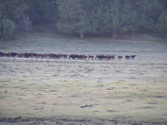 Calf Stampede