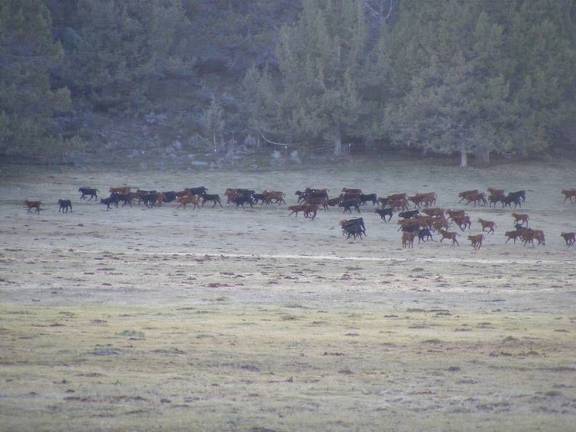 Calf Stampede