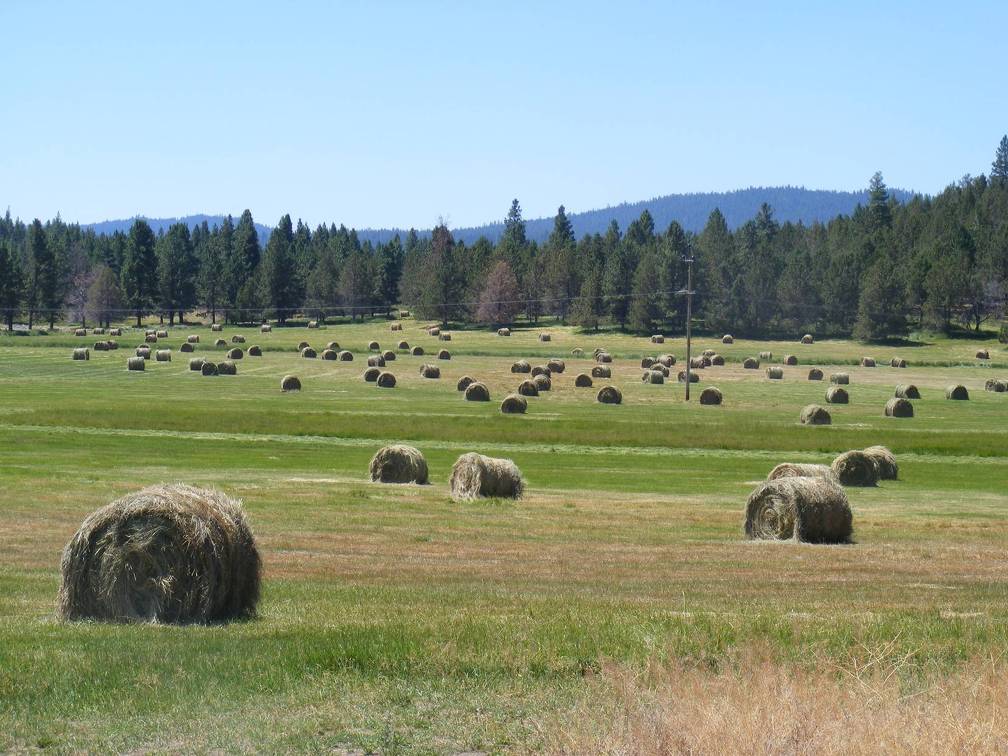 Field of bales  2 