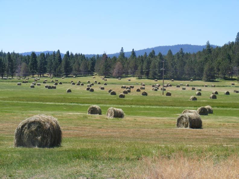 Field of bales _2_.jpg