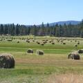 Field of bales  2 