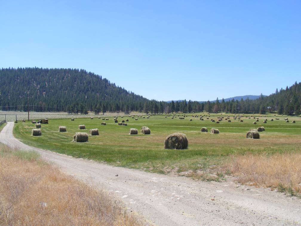 Field of bales