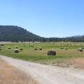 Field of bales