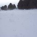 field of snow rollers