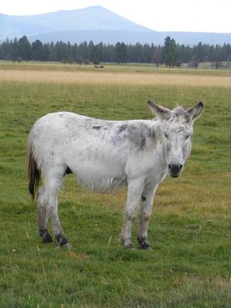 Hyde Donkey