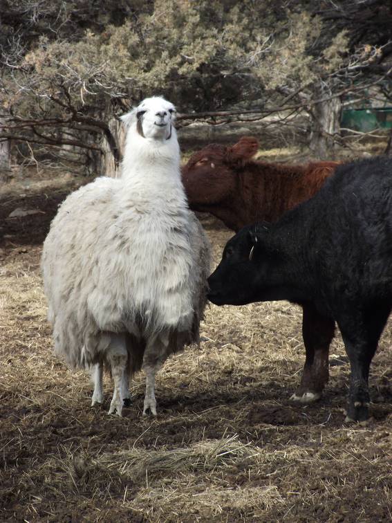 Llama being groomed by cows