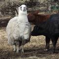 Llama being groomed by cows