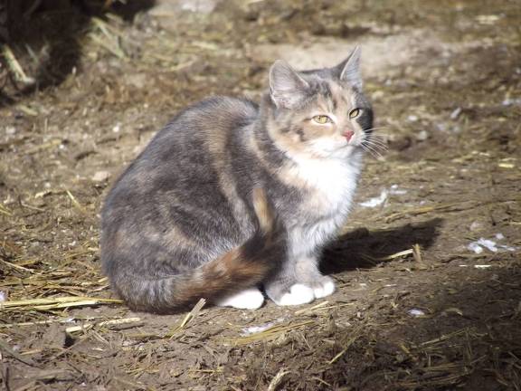 Mouse abatement personnel  2 