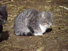 Mouse abatement personnel  3 