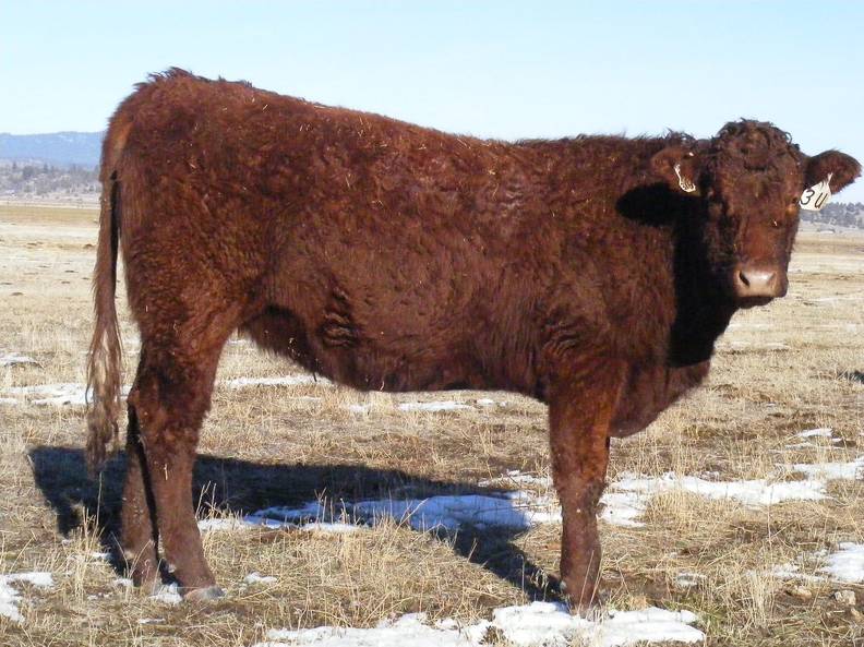 2009 Bred Heifer 3UW R.jpg