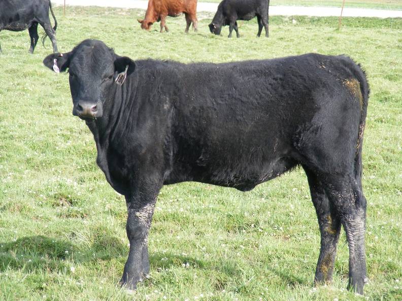 2009 Bred Heifer 18UW B.jpg