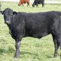 2009 Bred Heifer 18UW B