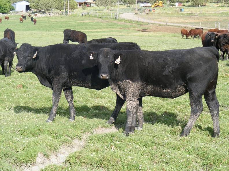 2009 Bred Heifer 24UW B.jpg