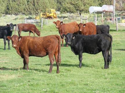 2009 Bred Heifer 802W R  821W B