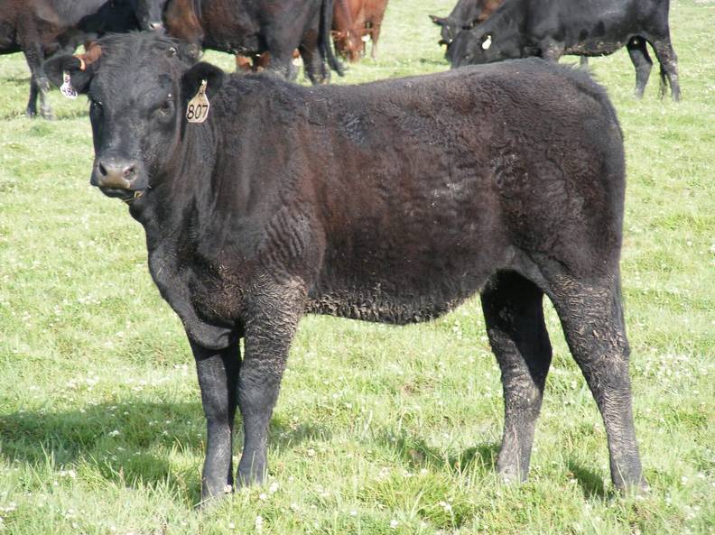 2009 Bred Heifer 807W B.jpg