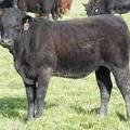 2009 Bred Heifer 807W B