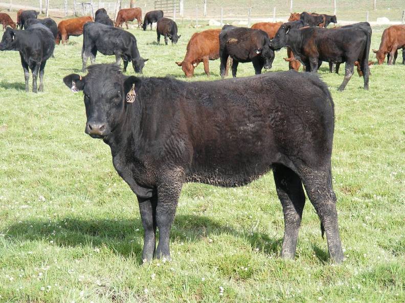 2009 Bred Heifer 807W B_2_.jpg