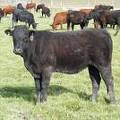 2009 Bred Heifer 807W B 2 