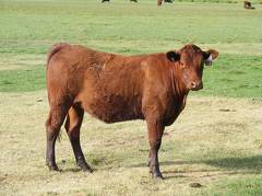 2009 Bred Heifer 813W R  2 