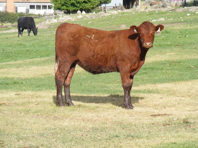 2009 Bred Heifer 813W R