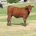 2009 Bred Heifer 813W R