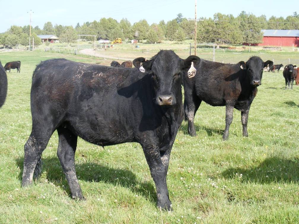 2009 Bred Heifer 824W B