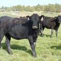 2009 Bred Heifer 824W B