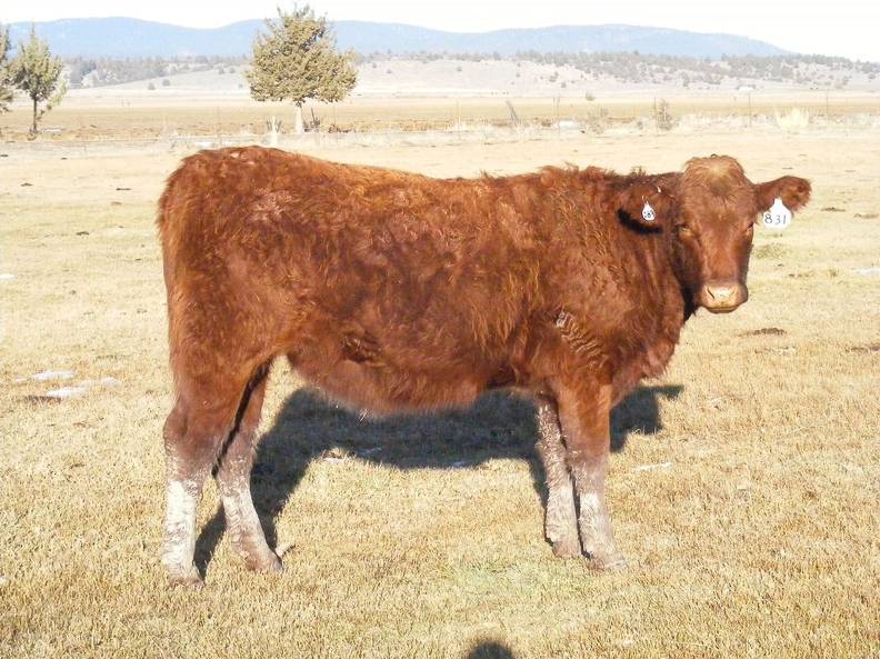 2009 Bred Heifer 831W R _2_.jpg