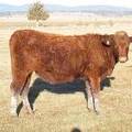 2009 Bred Heifer 831W R  2 