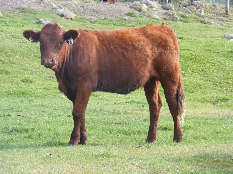 2009 Bred Heifer 831W R