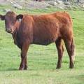 2009 Bred Heifer 831W R