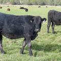 2009 Bred Heifer 840W B