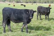 2009 Bred Heifer 840W B