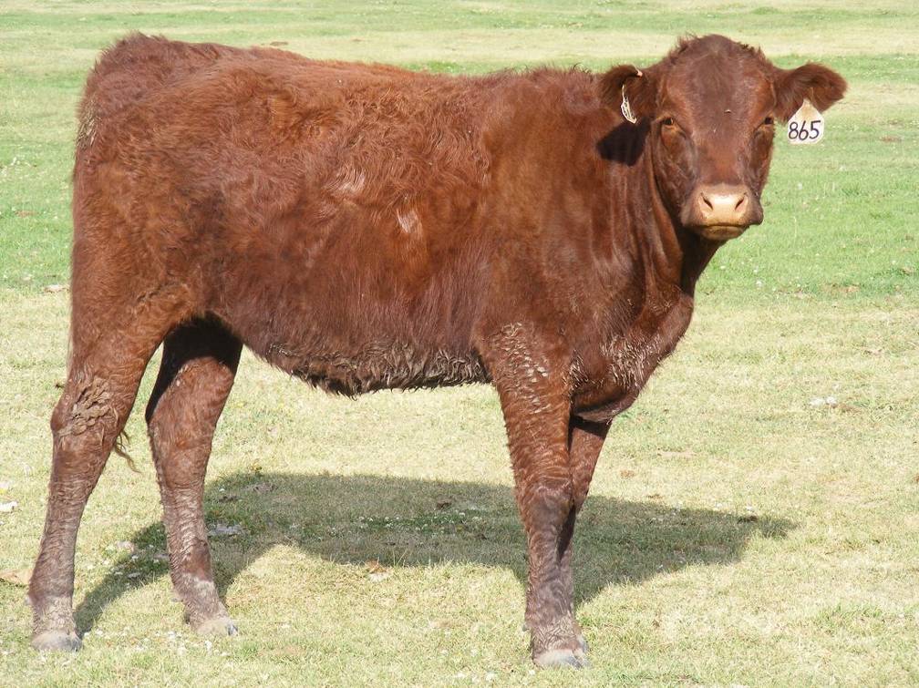 2009 Bred Heifer 865W R