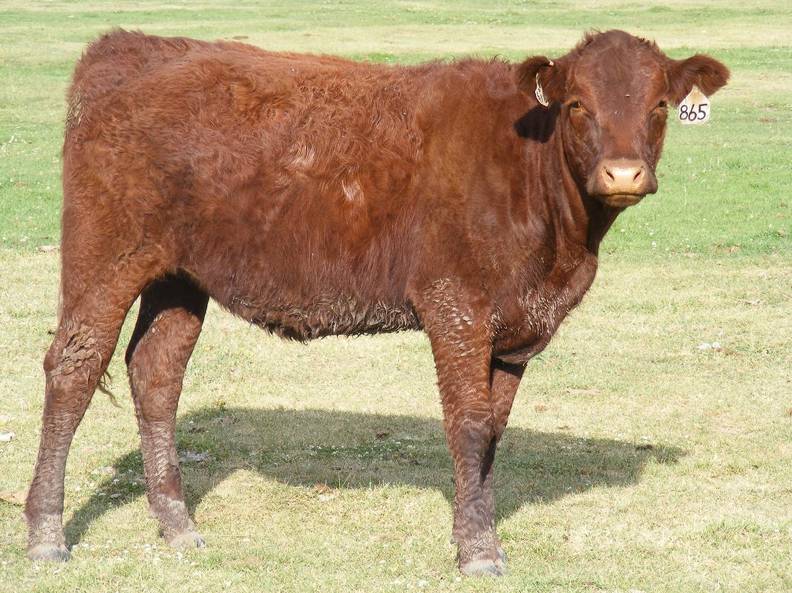 2009 Bred Heifer 865W R.jpg